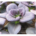 Hybrid purple cabbage seeds for growing-Zuui